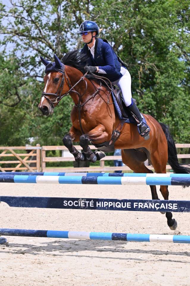 Gelding sBs Belgian Warmblood For sale 2020 Bay