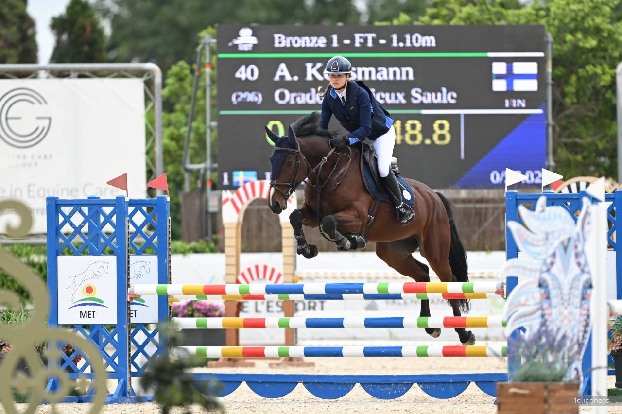 Gelding sBs Belgian Warmblood For sale 2020 Bay