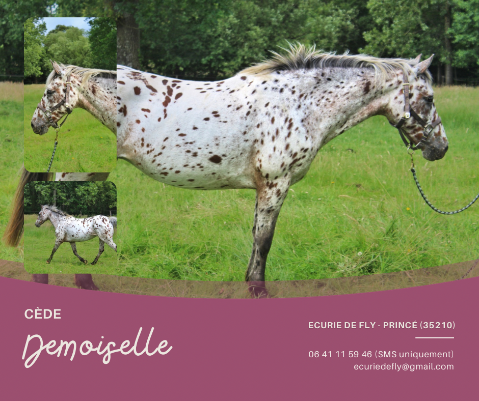 Mare No Origin Recorded For sale 2013 Appaloosa