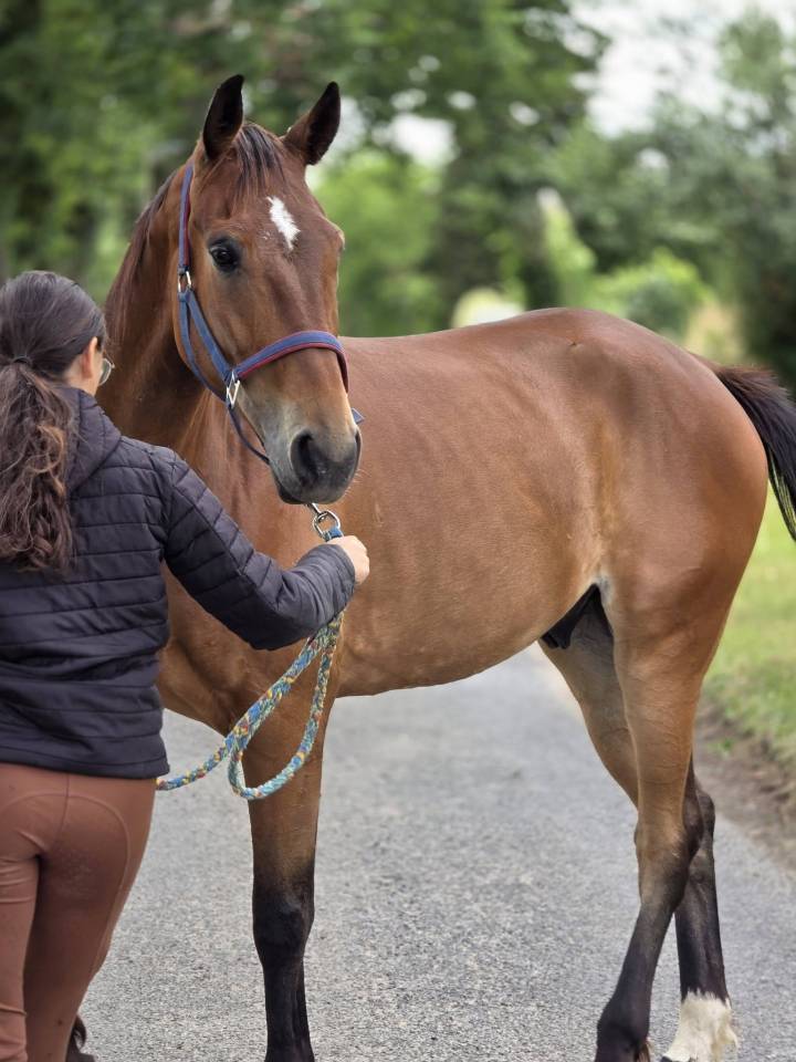 Gelding French Trotter For sale 2021 Bay
