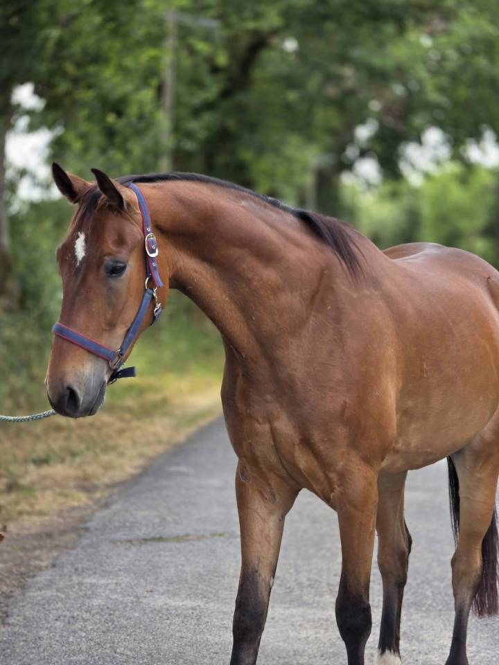 Gelding French Trotter For sale 2021 Bay