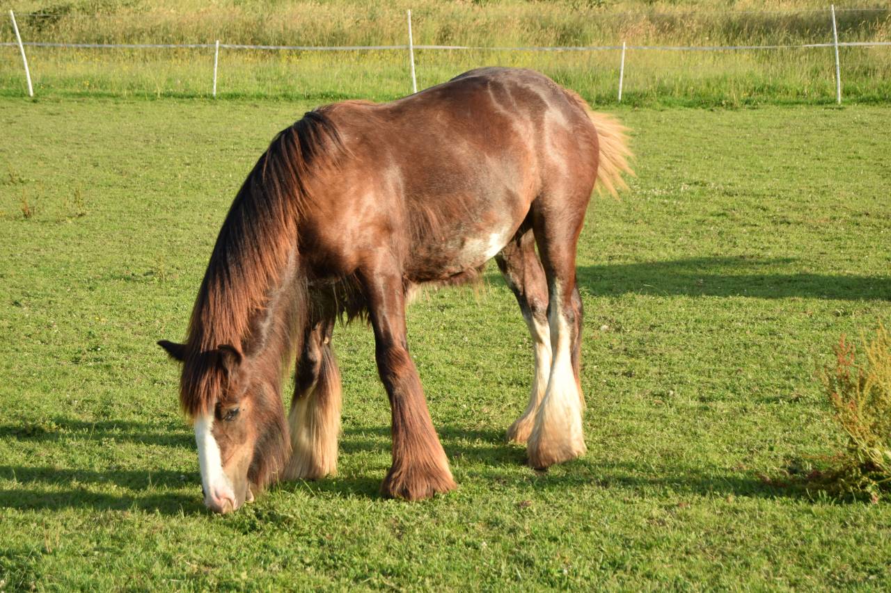 Colt Gypsy Cob For sale 2025 Dark Bay