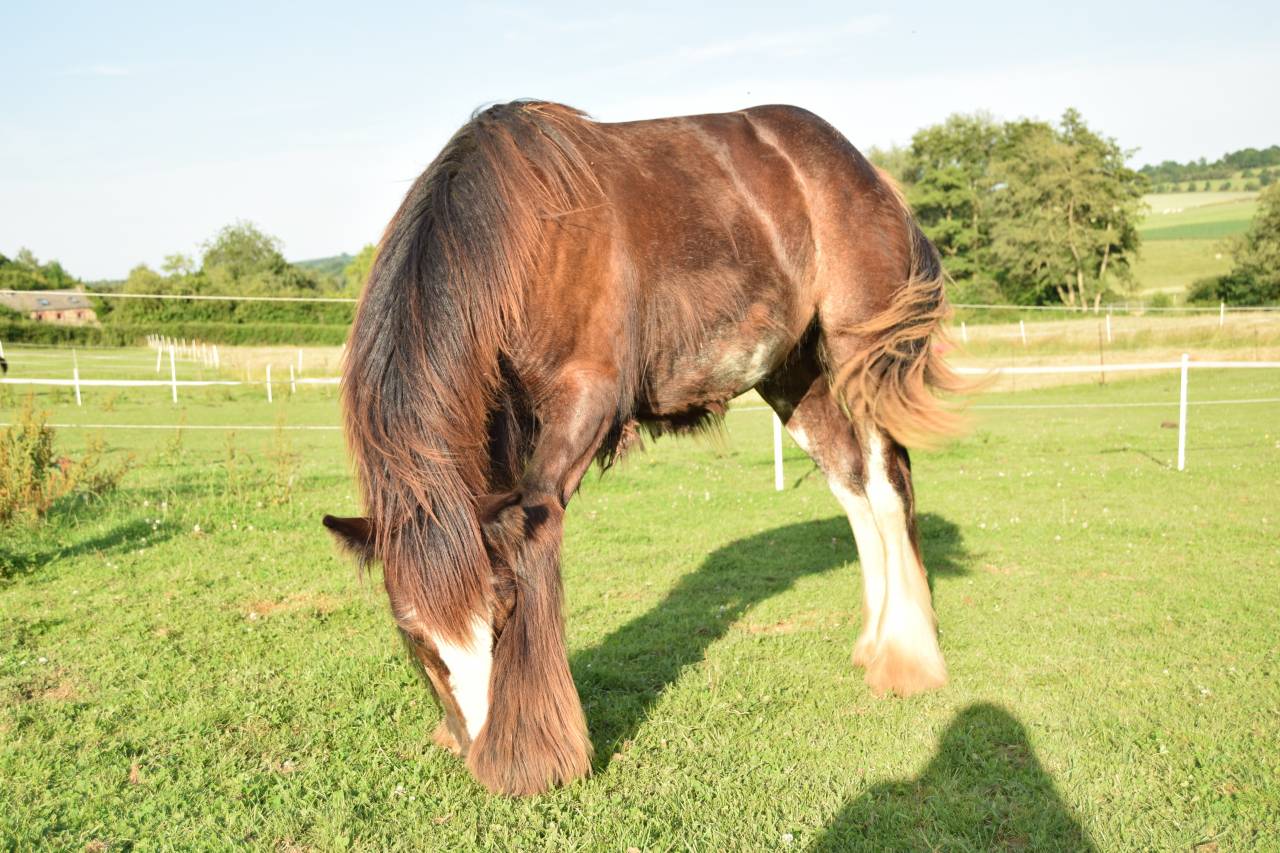 Colt Gypsy Cob For sale 2025 Dark Bay