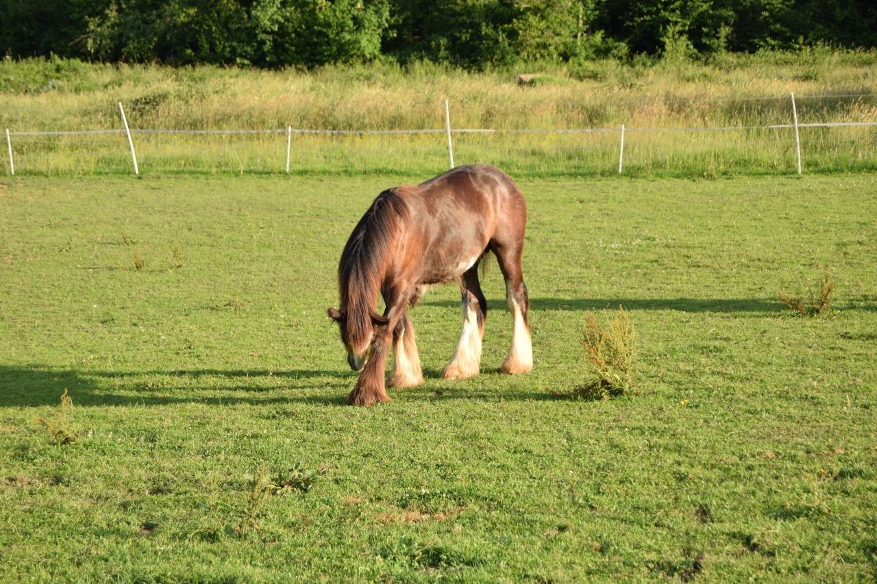 Colt Gypsy Cob For sale 2025 Dark Bay