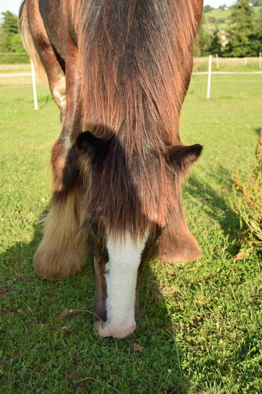 Colt Gypsy Cob For sale 2025 Dark Bay