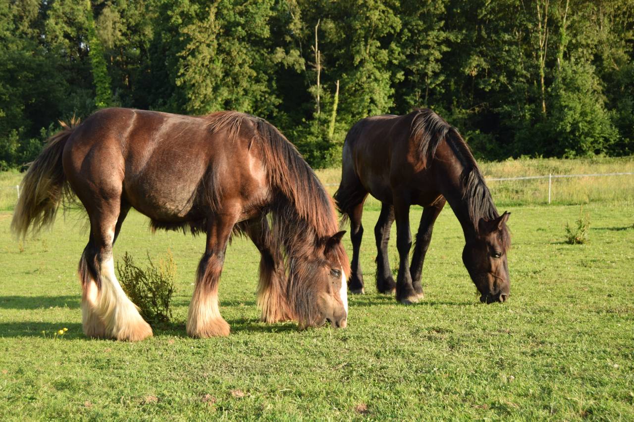 Colt Gypsy Cob For sale 2025 Dark Bay