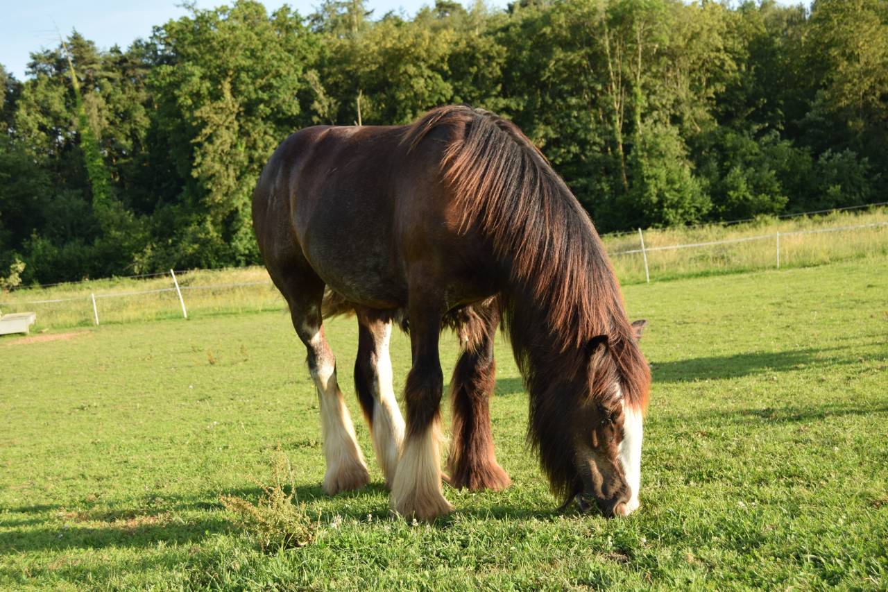 Colt Gypsy Cob For sale 2025 Dark Bay