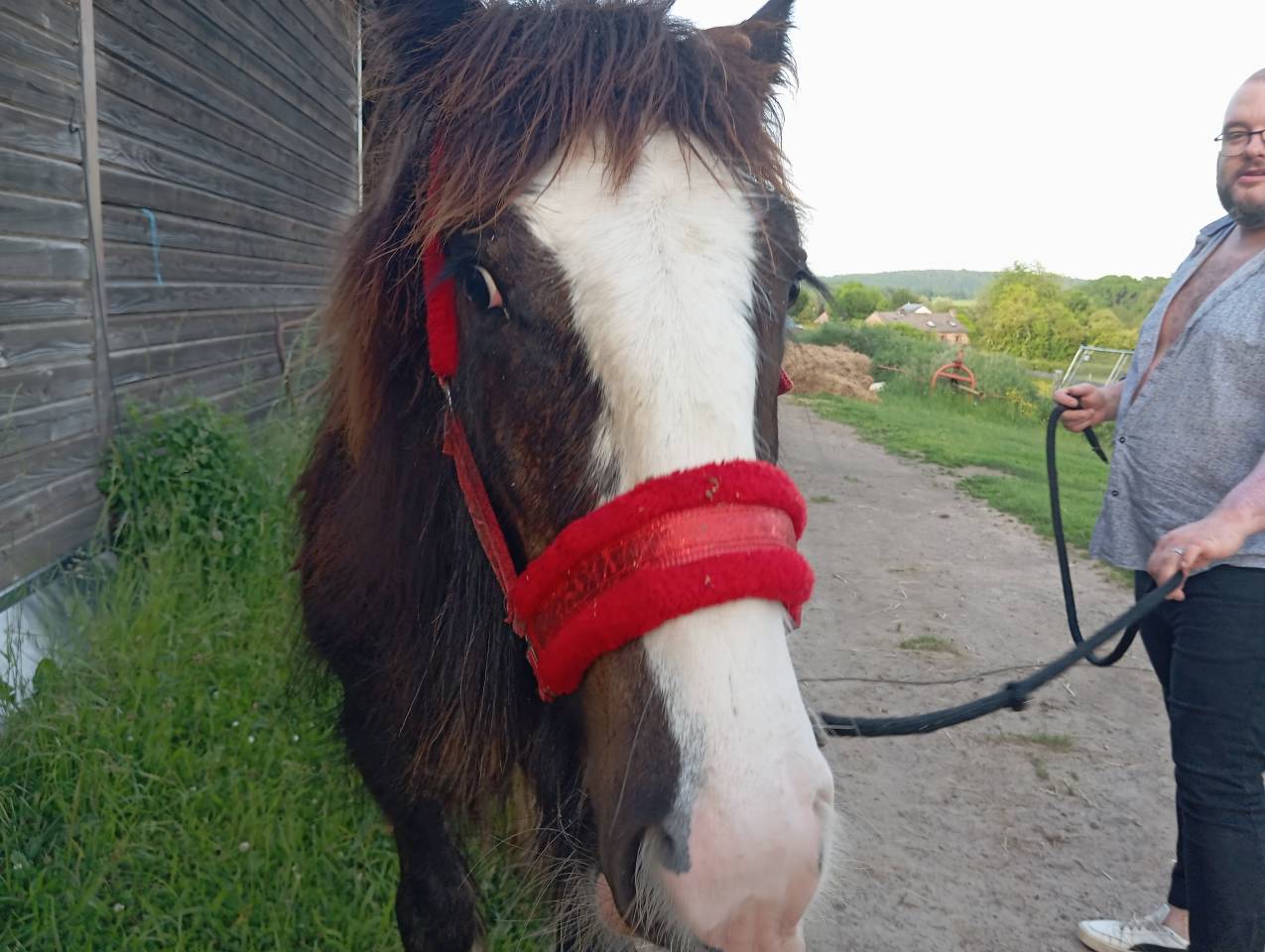 Colt Gypsy Cob For sale 2025 Dark Bay