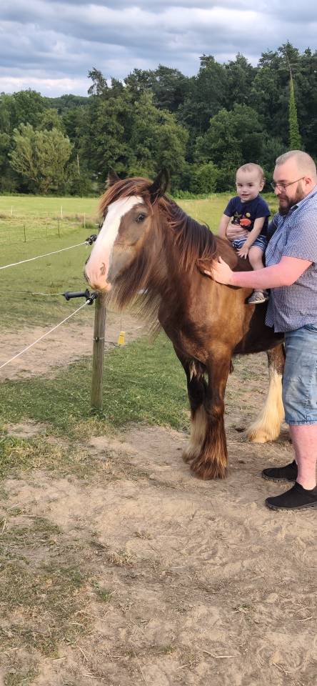 Colt Gypsy Cob For sale 2025 Dark Bay