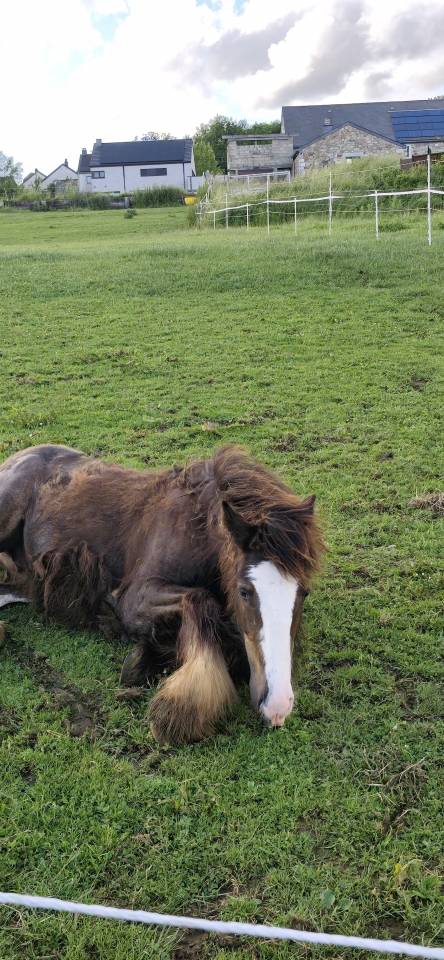 Colt Gypsy Cob For sale 2025 Dark Bay