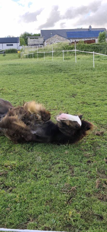 Colt Gypsy Cob For sale 2025 Dark Bay