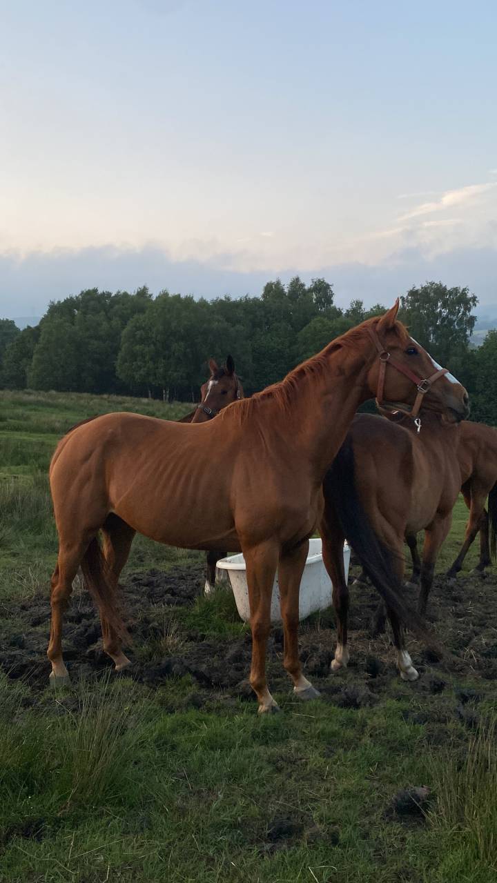 6yo unbroken chestnut mare
