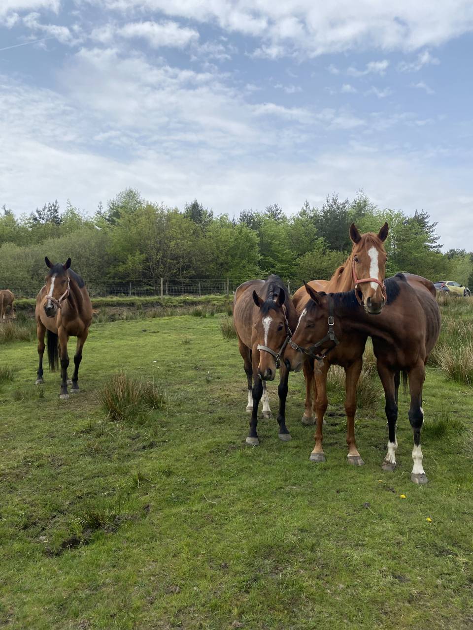 6yo unbroken chestnut mare