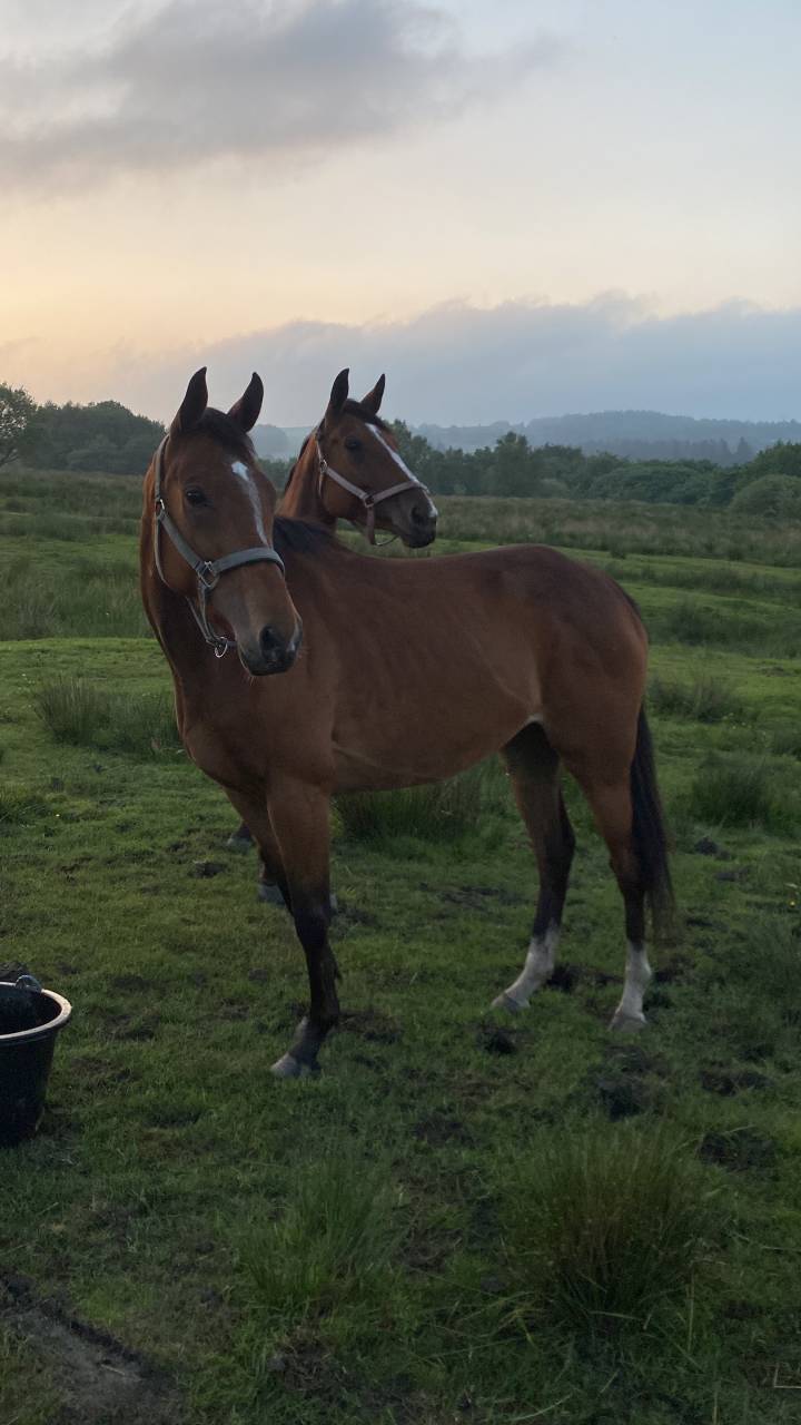 3 unbroken bay mares 
