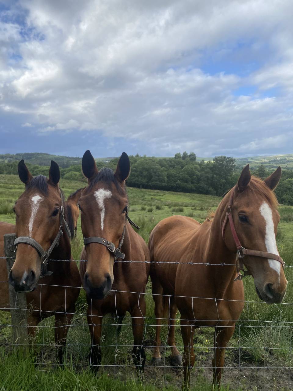 3 unbroken bay mares 