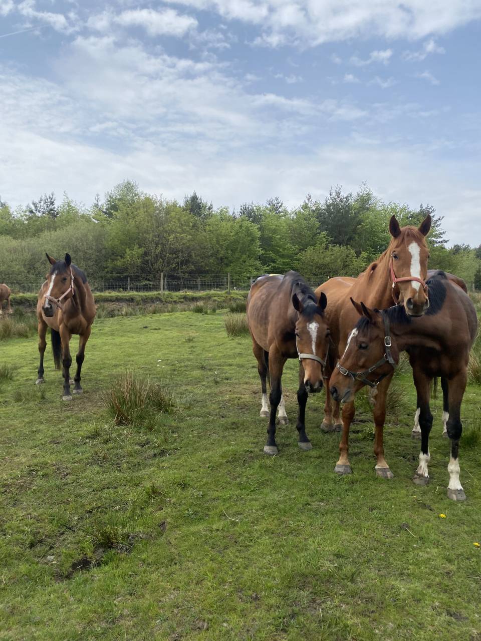 3 unbroken bay mares 