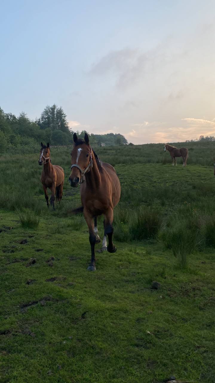3 unbroken bay mares 