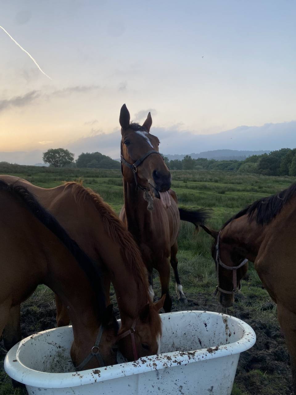 3 unbroken bay mares 