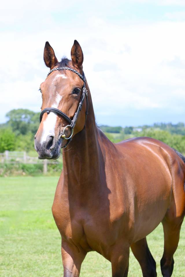 Mare Selle Fran&ccedil;ais For sale 2021 Bay