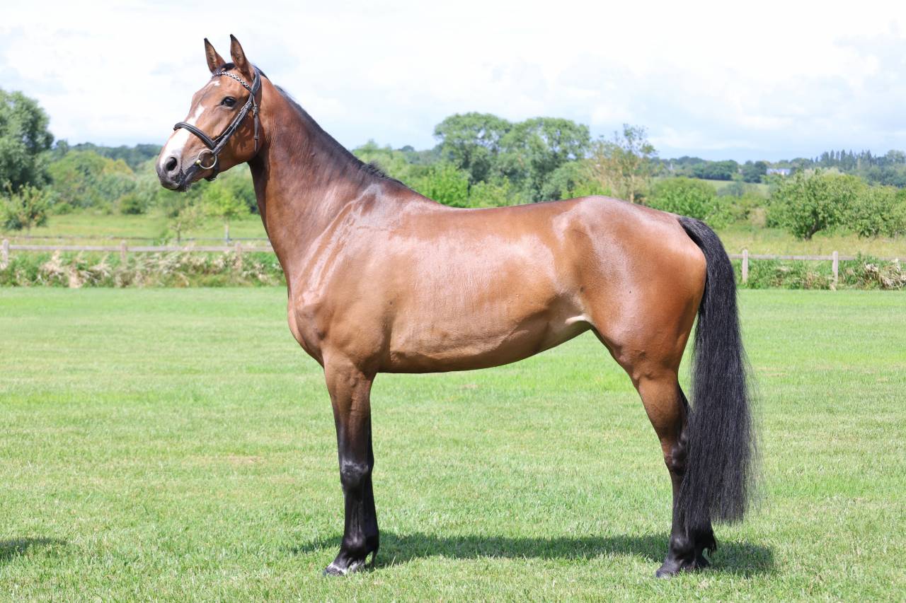 Mare Selle Fran&ccedil;ais For sale 2021 Bay