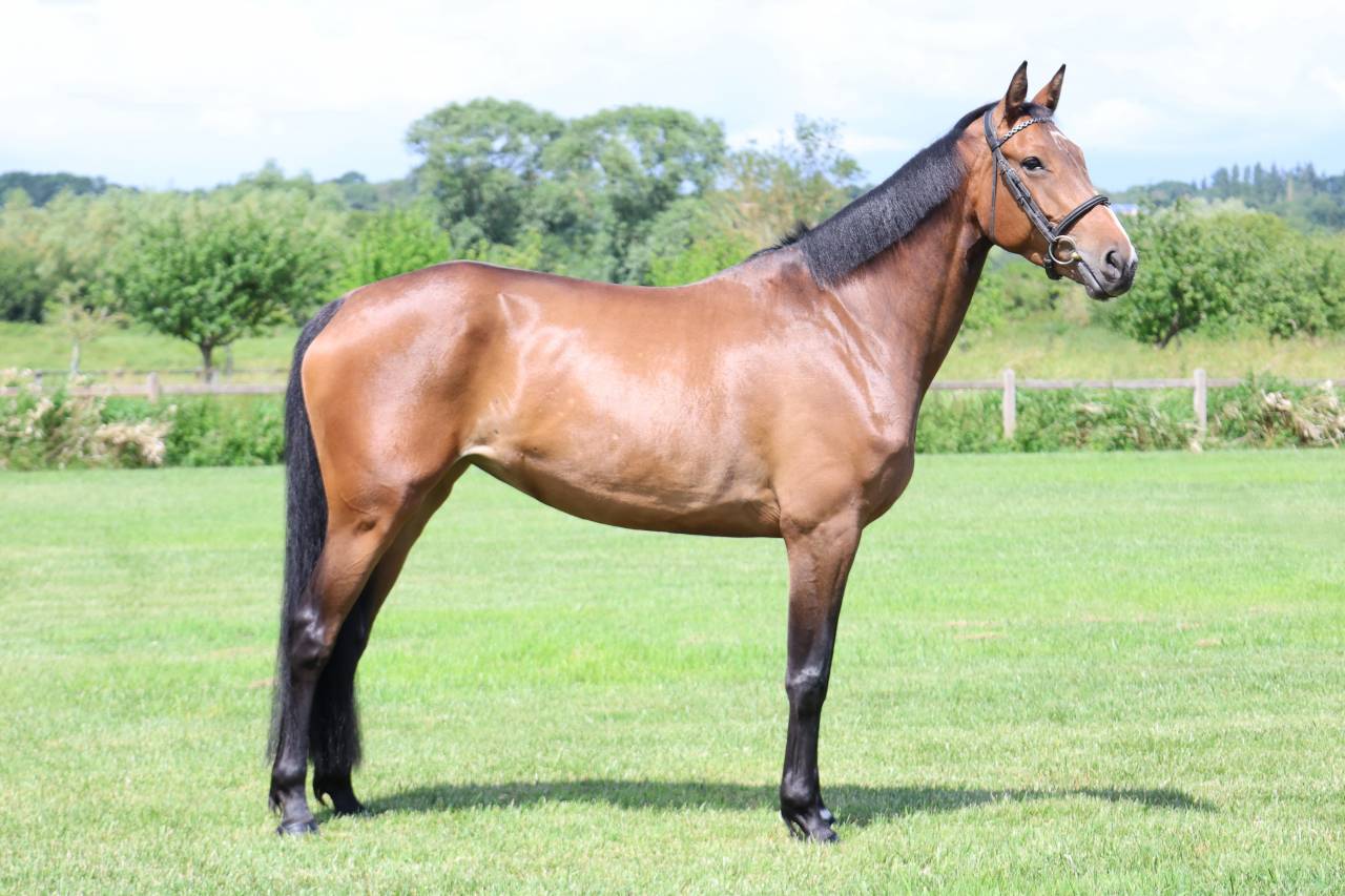 Mare Selle Fran&ccedil;ais For sale 2021 Bay
