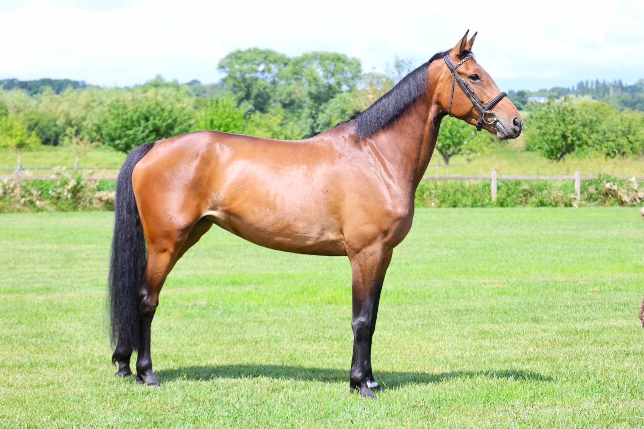 Mare Selle Fran&ccedil;ais For sale 2021 Bay