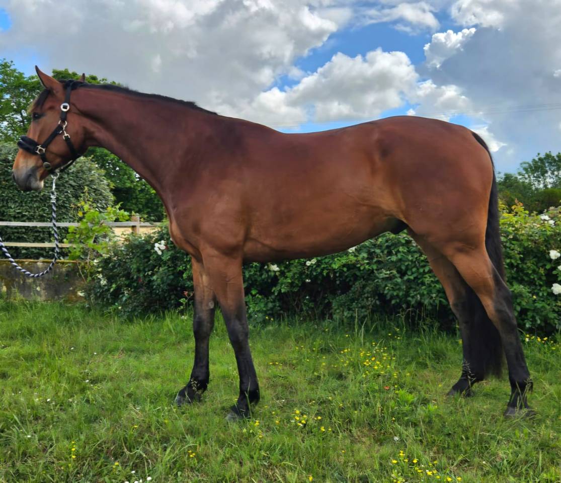 Gelding Selle Fran&ccedil;ais For sale 2021 Bay