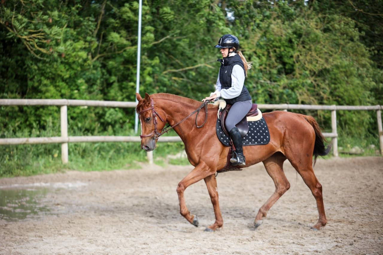Mare Thoroughbred For sale 2021 Liver chestnut