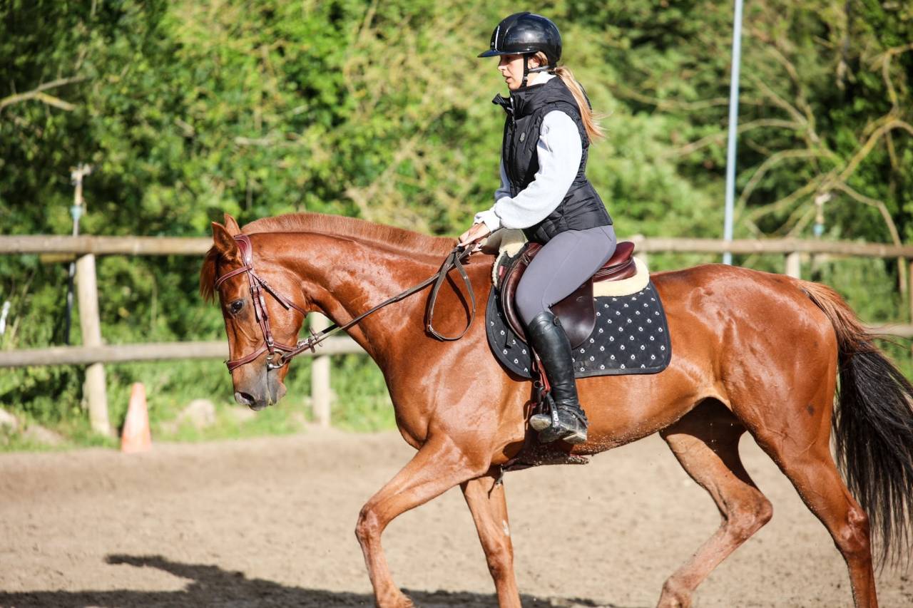 Mare Thoroughbred For sale 2021 Liver chestnut