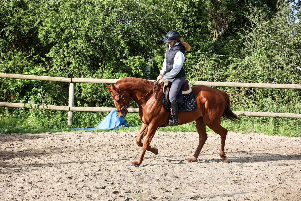 Mare Thoroughbred For sale 2021 Liver chestnut