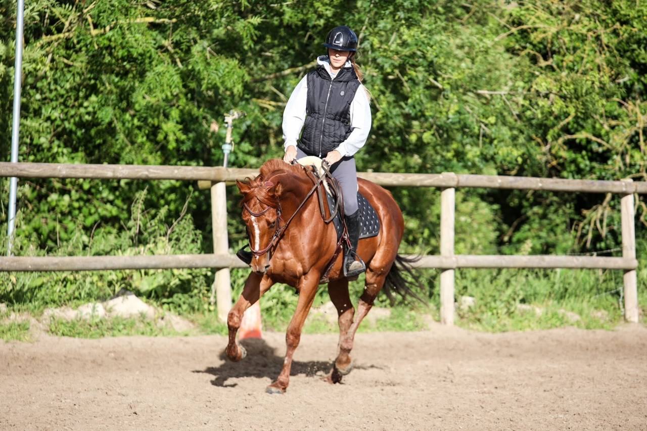 Mare Thoroughbred For sale 2021 Liver chestnut