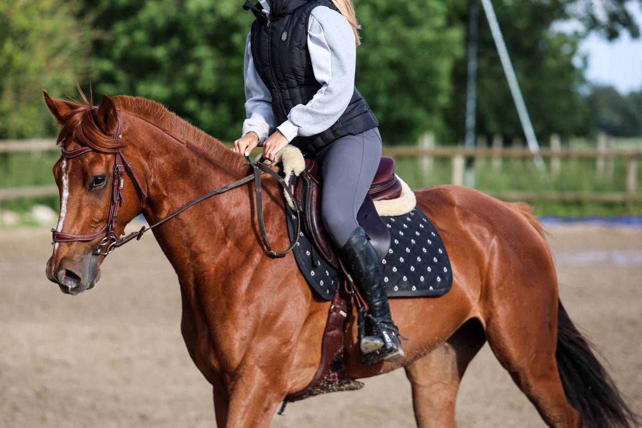 Mare Thoroughbred For sale 2021 Liver chestnut