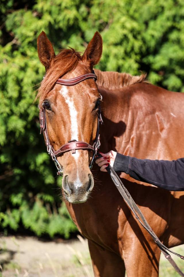 Mare Thoroughbred For sale 2021 Liver chestnut