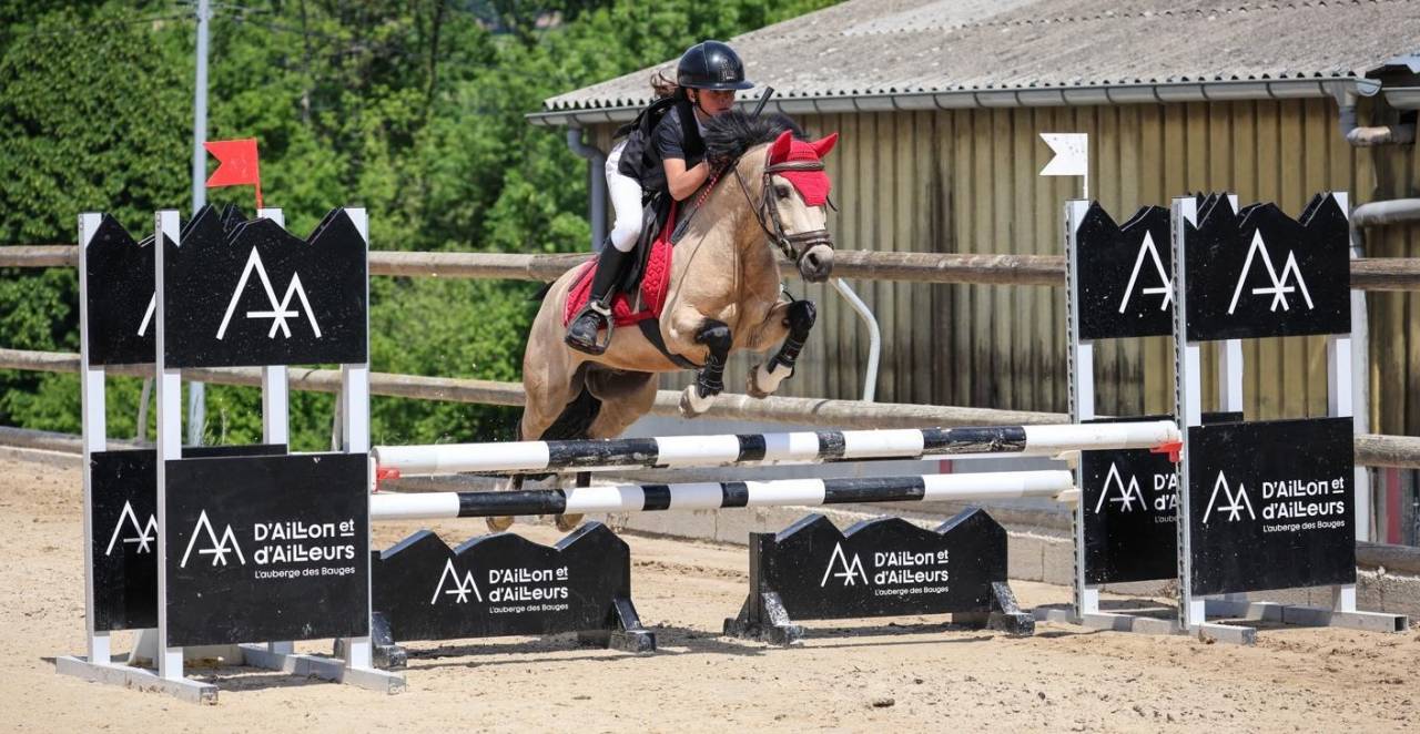 Gelding French Saddle Pony For sale 2017 Buckskin