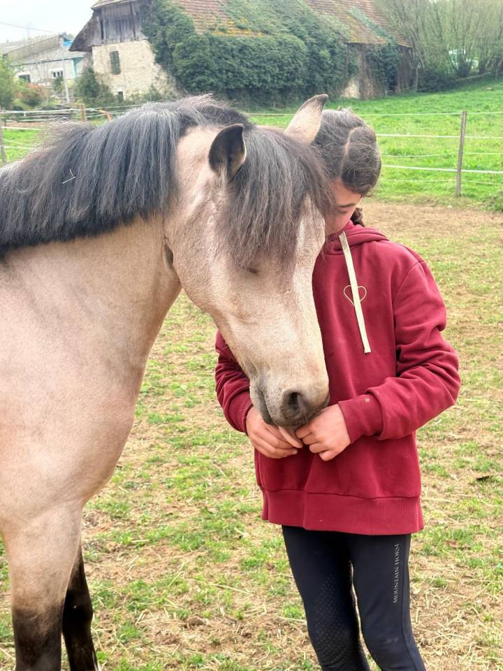 Gelding French Saddle Pony For sale 2017 Buckskin