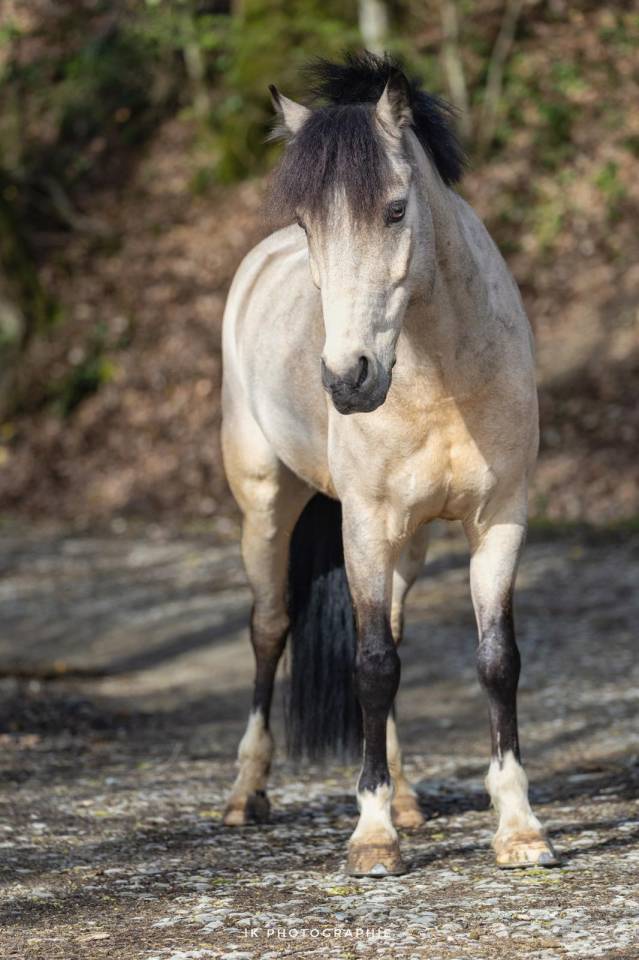 Gelding French Saddle Pony For sale 2017 Buckskin