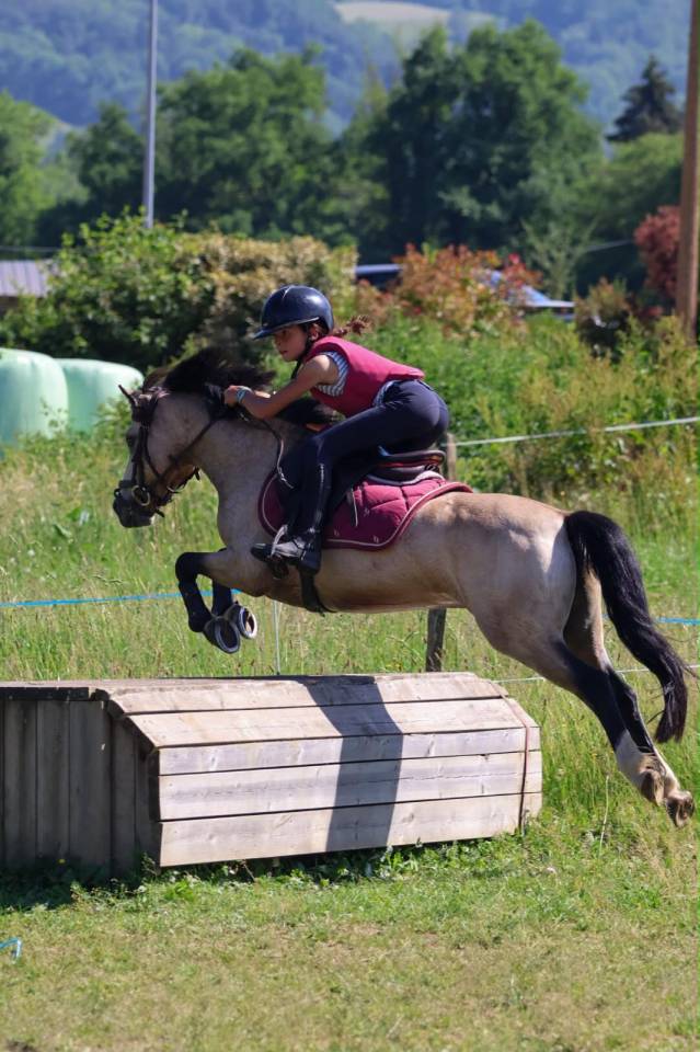 Gelding French Saddle Pony For sale 2017 Buckskin
