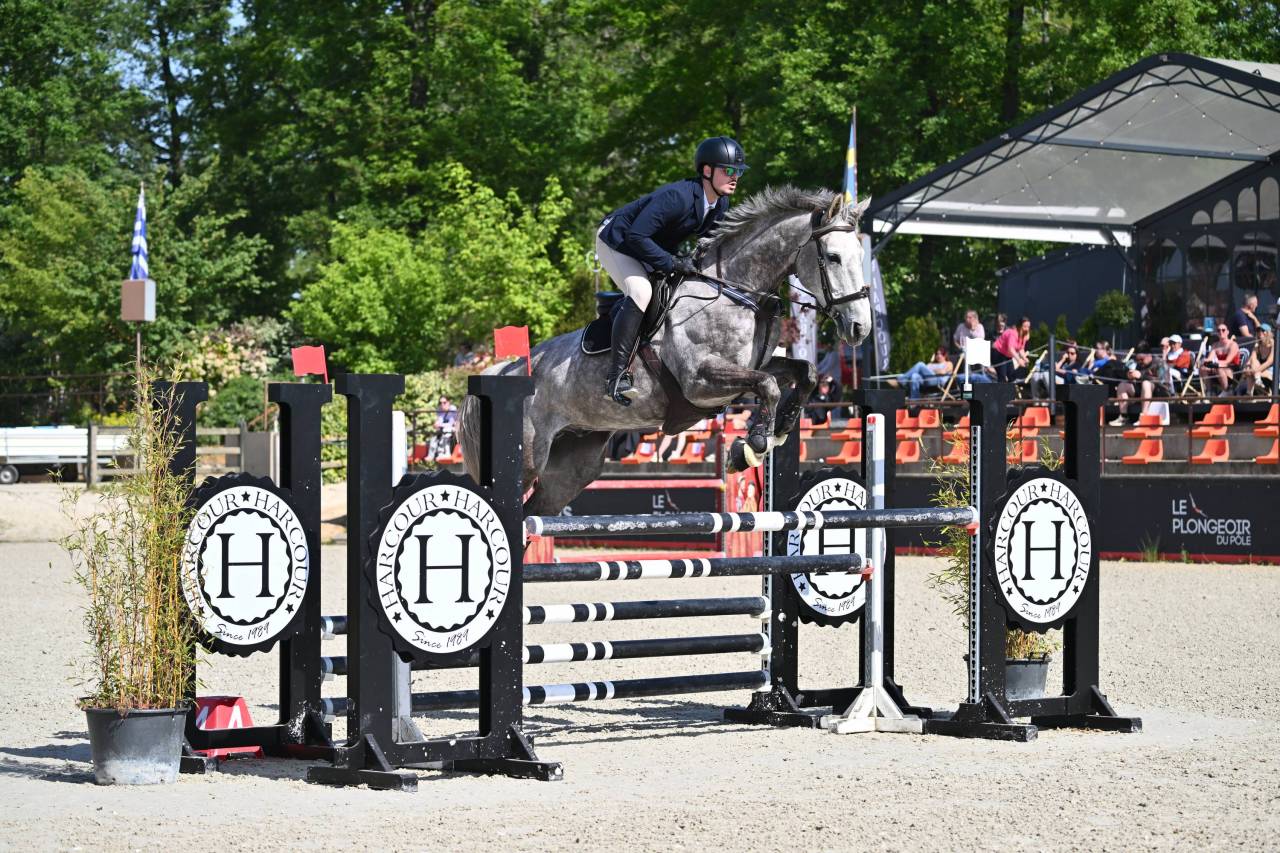 Gelding Selle Fran&ccedil;ais For sale 2018 Grey