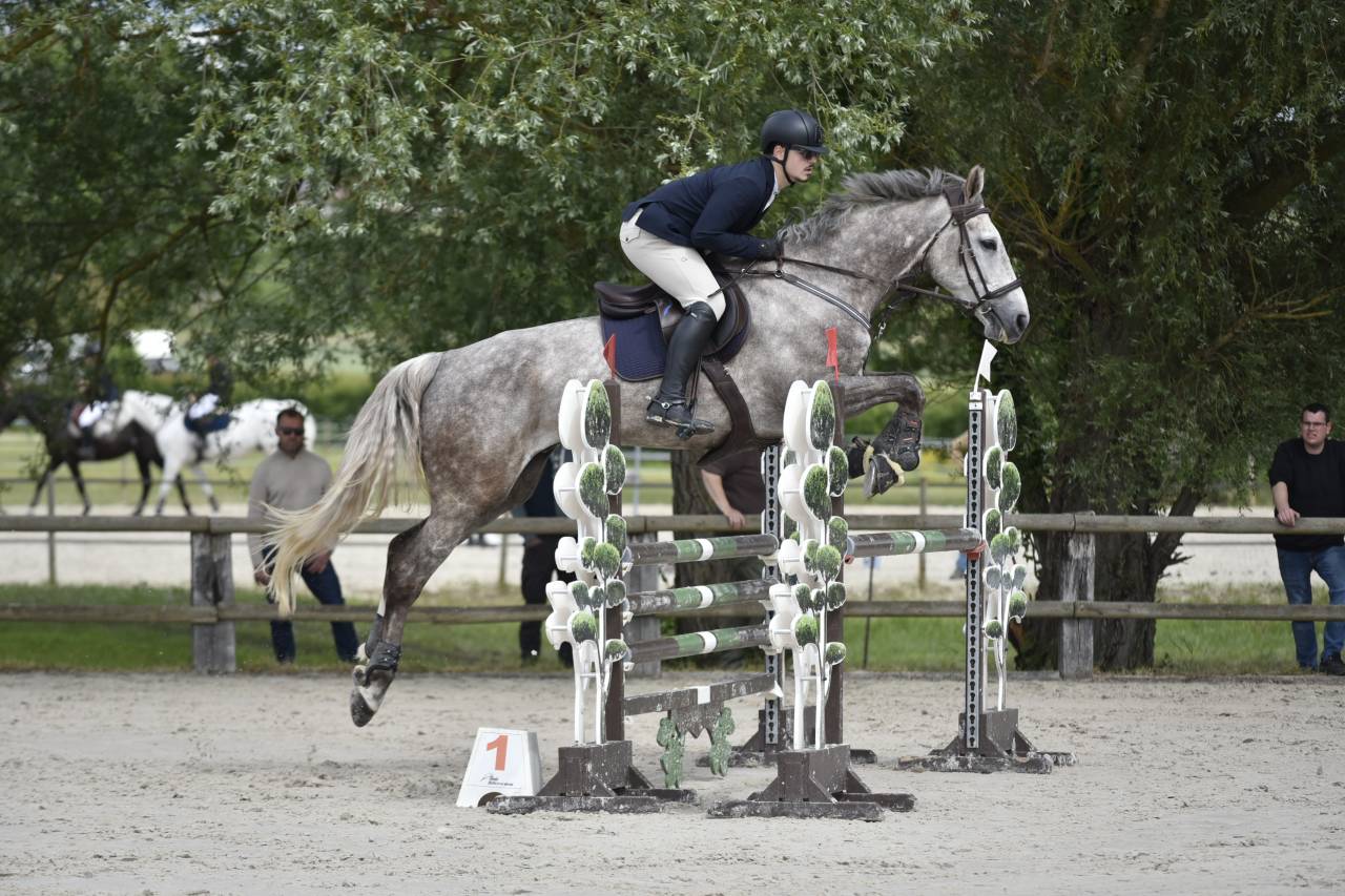 Gelding Selle Fran&ccedil;ais For sale 2018 Grey