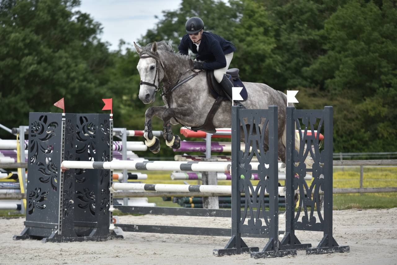 Gelding Selle Fran&ccedil;ais For sale 2018 Grey