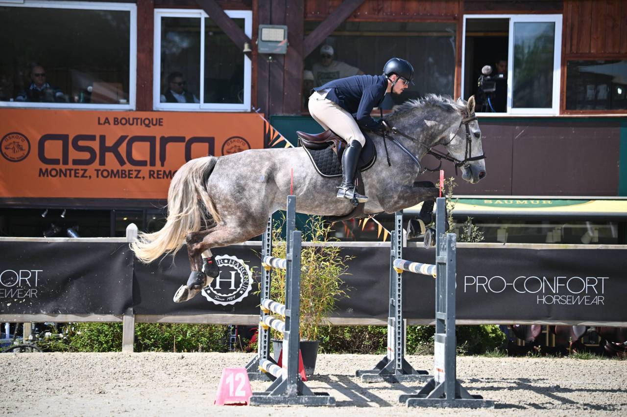 Gelding Selle Fran&ccedil;ais For sale 2018 Grey