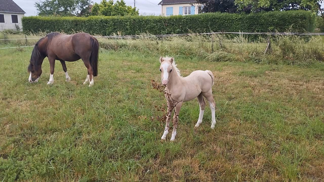 Colt Welsh Pony (Section A) For sale 2026 Grey