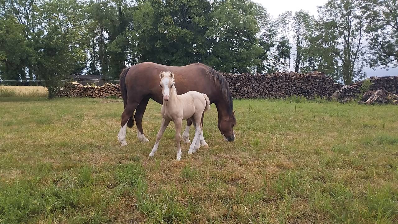 Colt Welsh Pony (Section A) For sale 2026 Grey