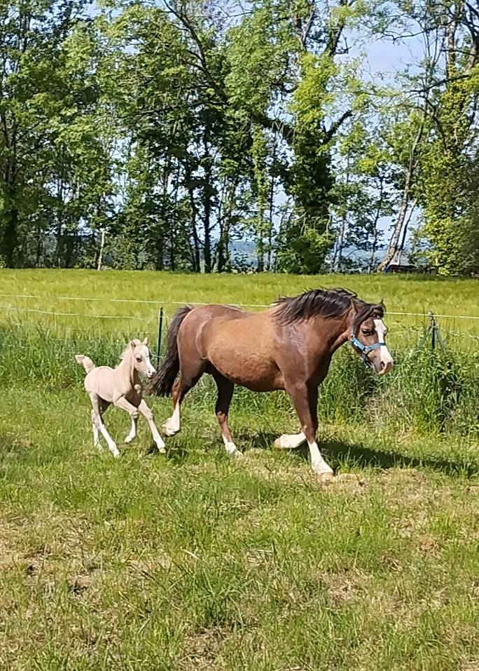 Colt Welsh Pony (Section A) For sale 2026 Grey