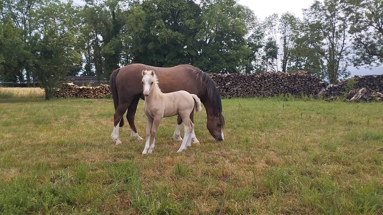 Colt Welsh Pony (Section A) For sale 2026 Grey