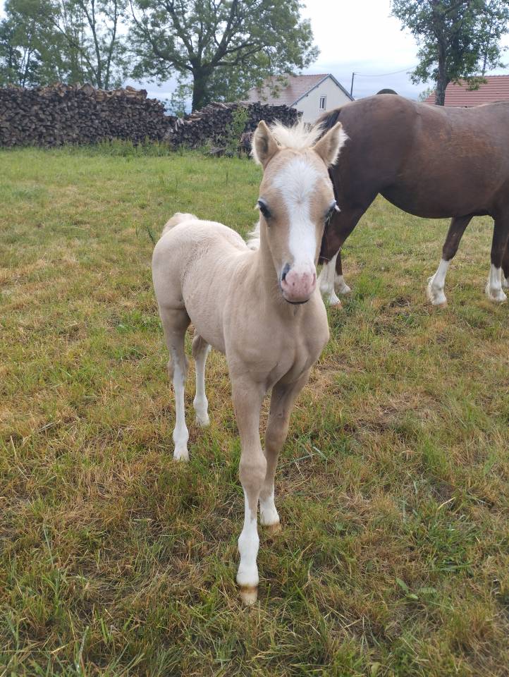 Colt Welsh Pony (Section A) For sale 2026 Grey