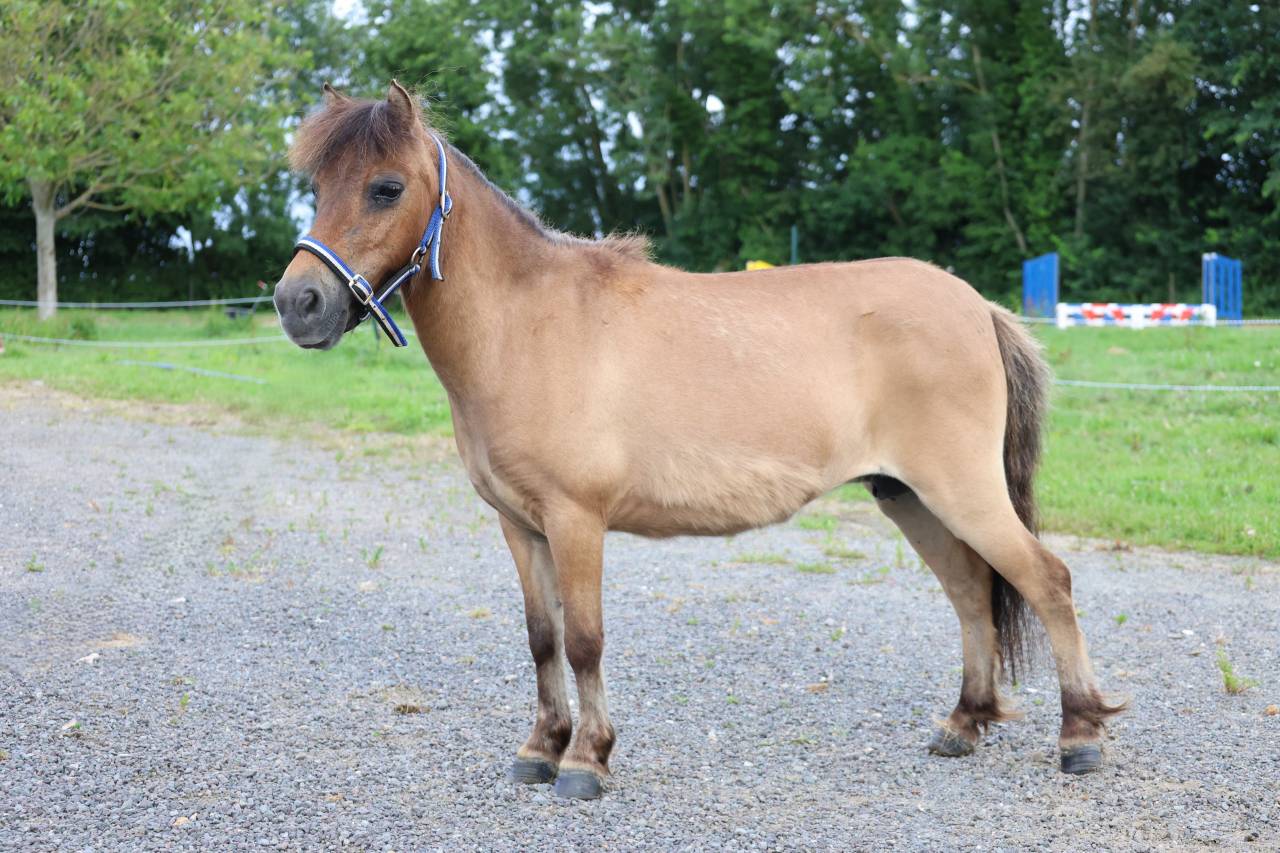 Mare No Origin Recorded For sale 2013 Buckskin