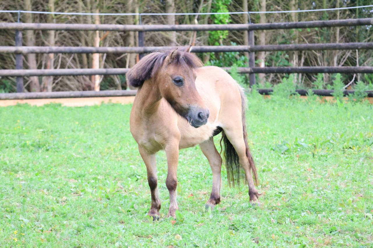 Mare No Origin Recorded For sale 2013 Buckskin