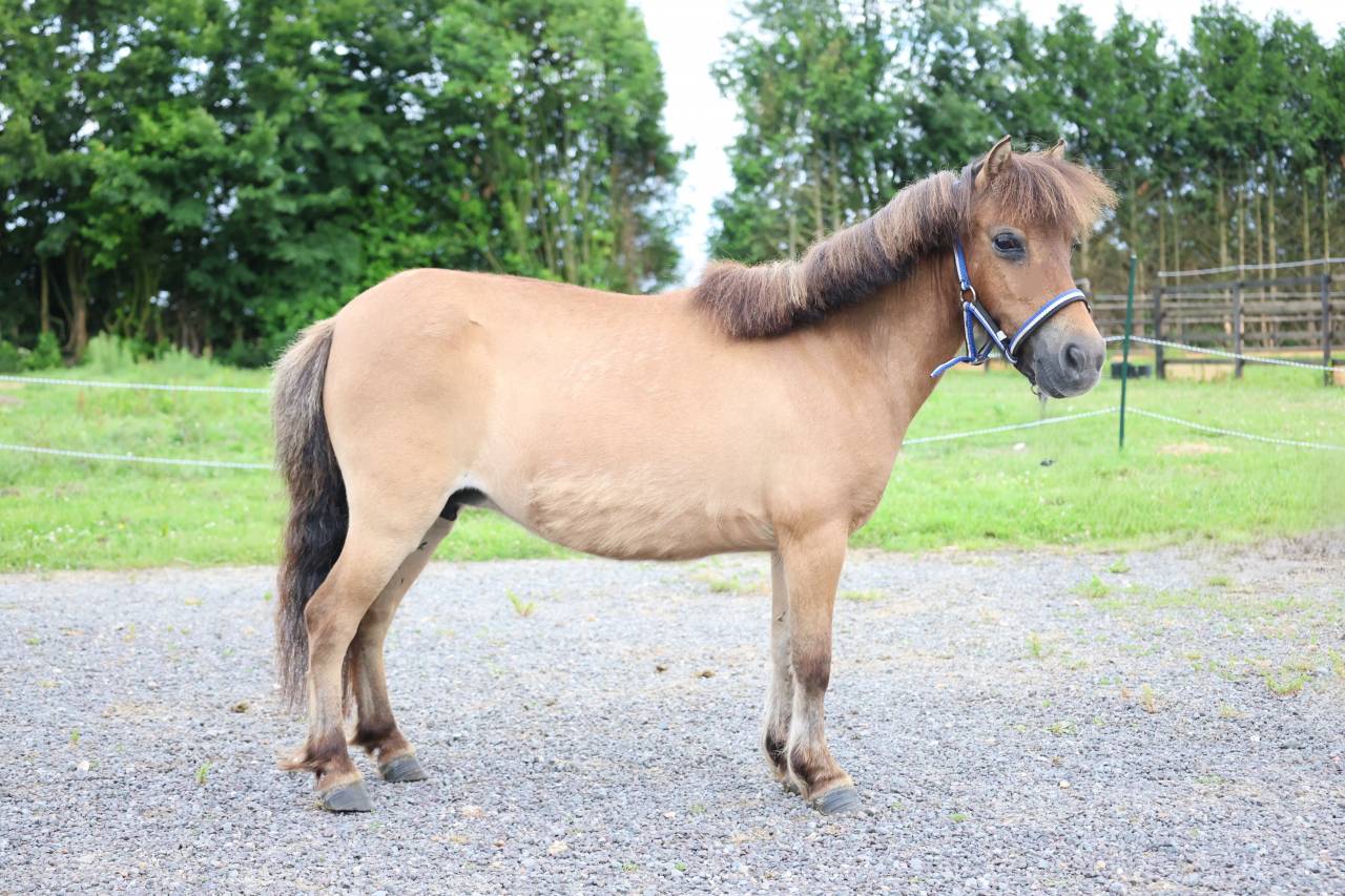 Mare No Origin Recorded For sale 2013 Buckskin