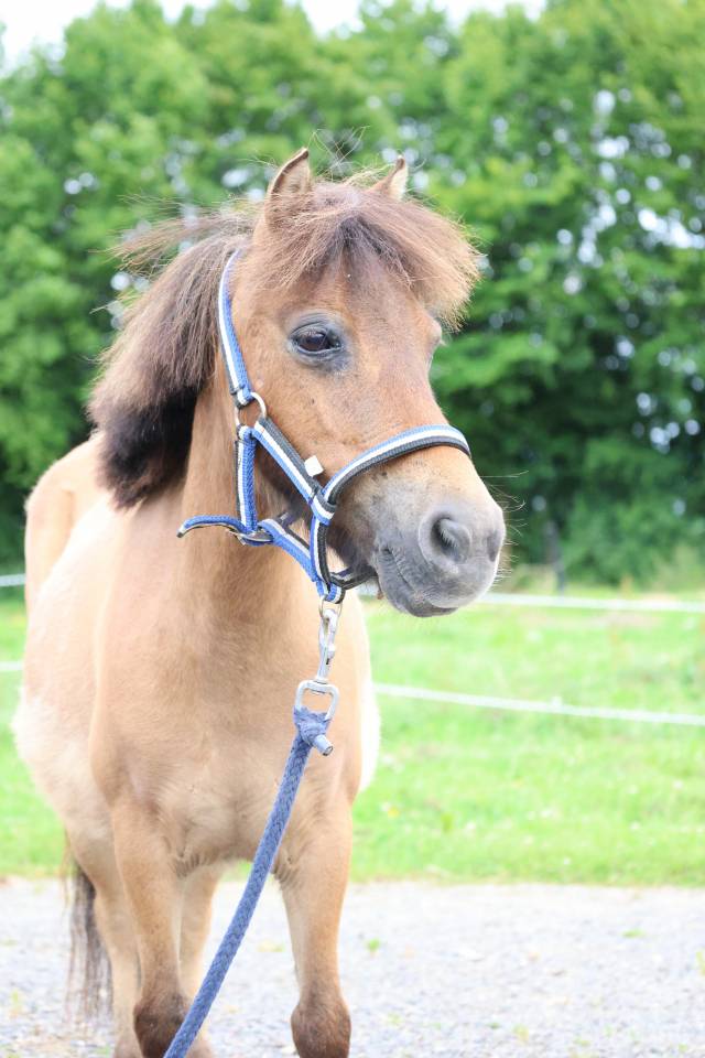 Mare No Origin Recorded For sale 2013 Buckskin